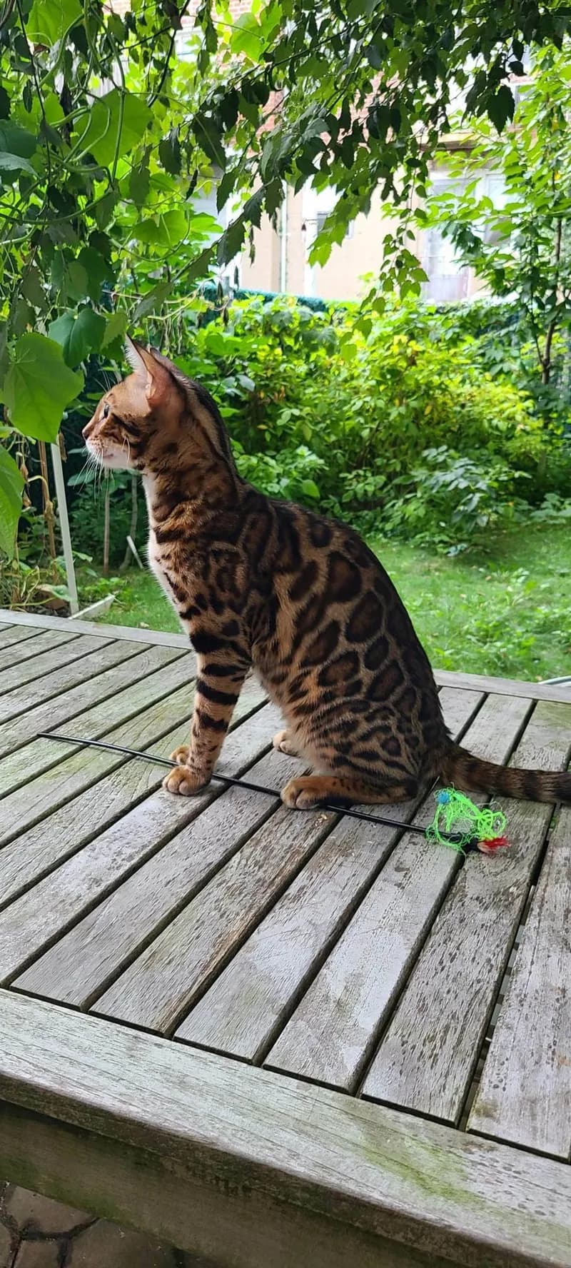 Leva — Onyx's father, a brown Bengal