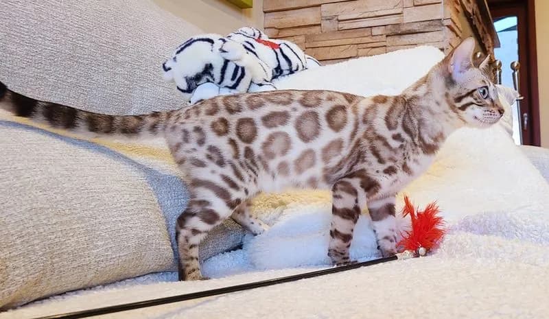 Monica showing her seal mink coloring