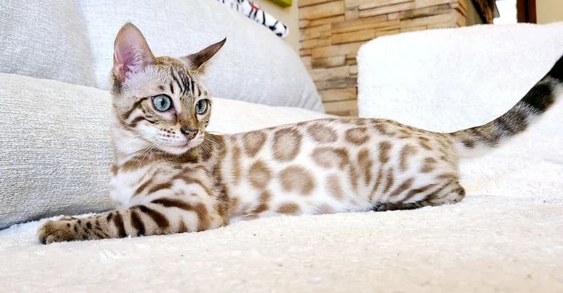 Monica — Onyx's mother, a Snow Mink Bengal