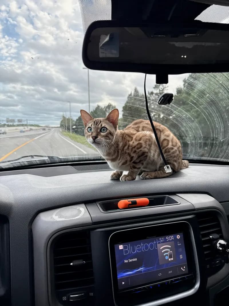 Onyx early portrait photo