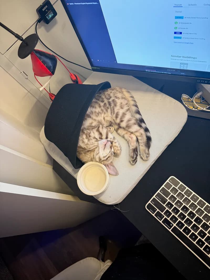 Onyx playing energetically