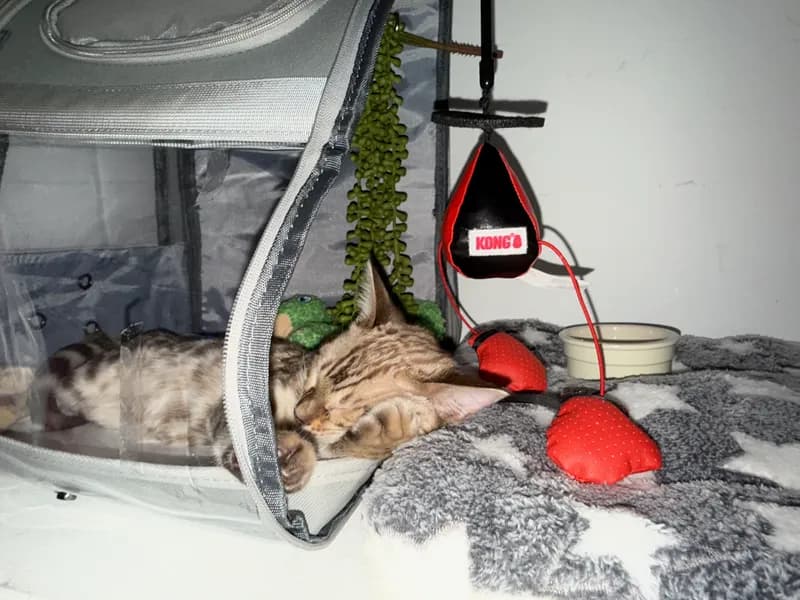 Kitten Onyx with his markings already showing