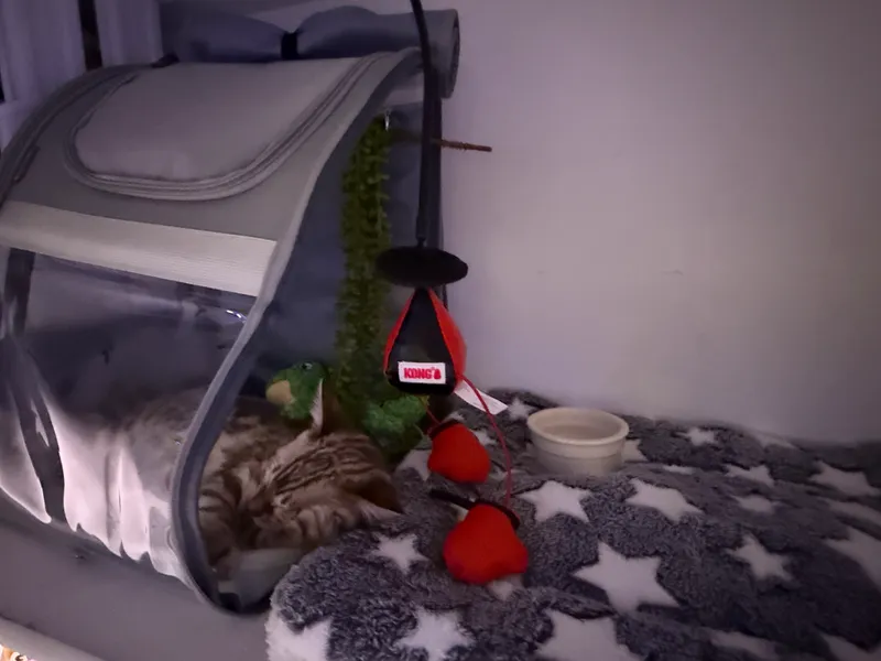 Young Onyx kitten photo