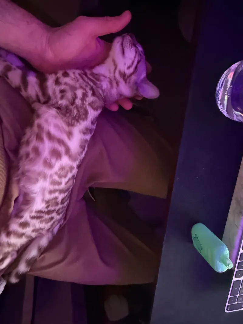 Kitten Onyx showing early Bengal patterns