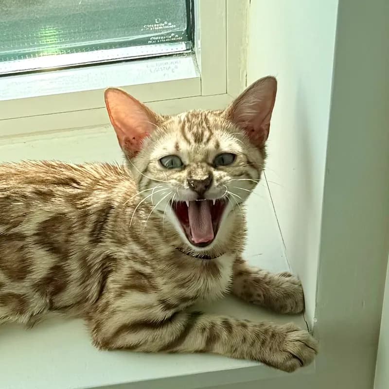 Onyx growing into his coat