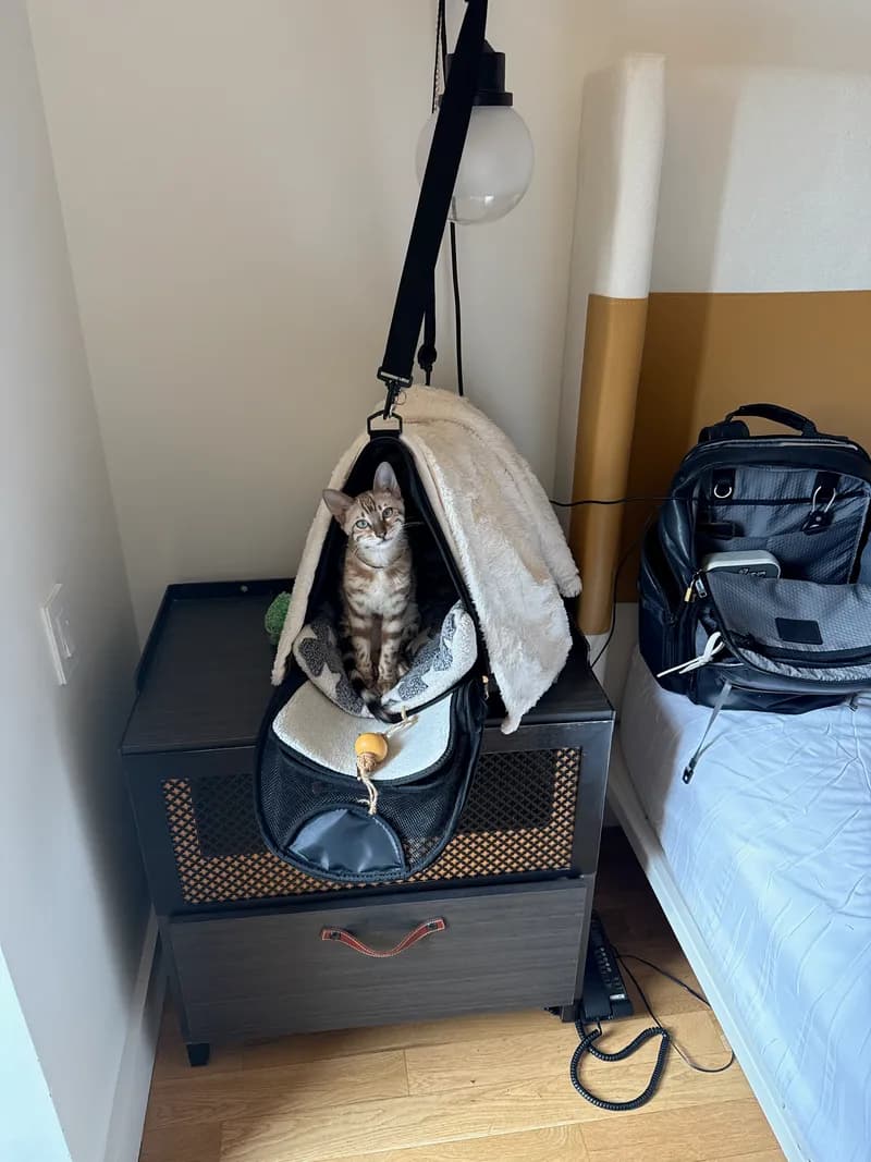 Onyx exploring