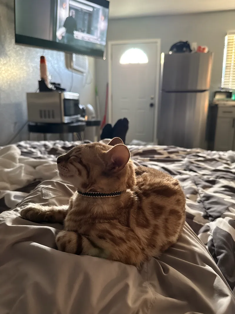 Onyx's coat patterns maturing