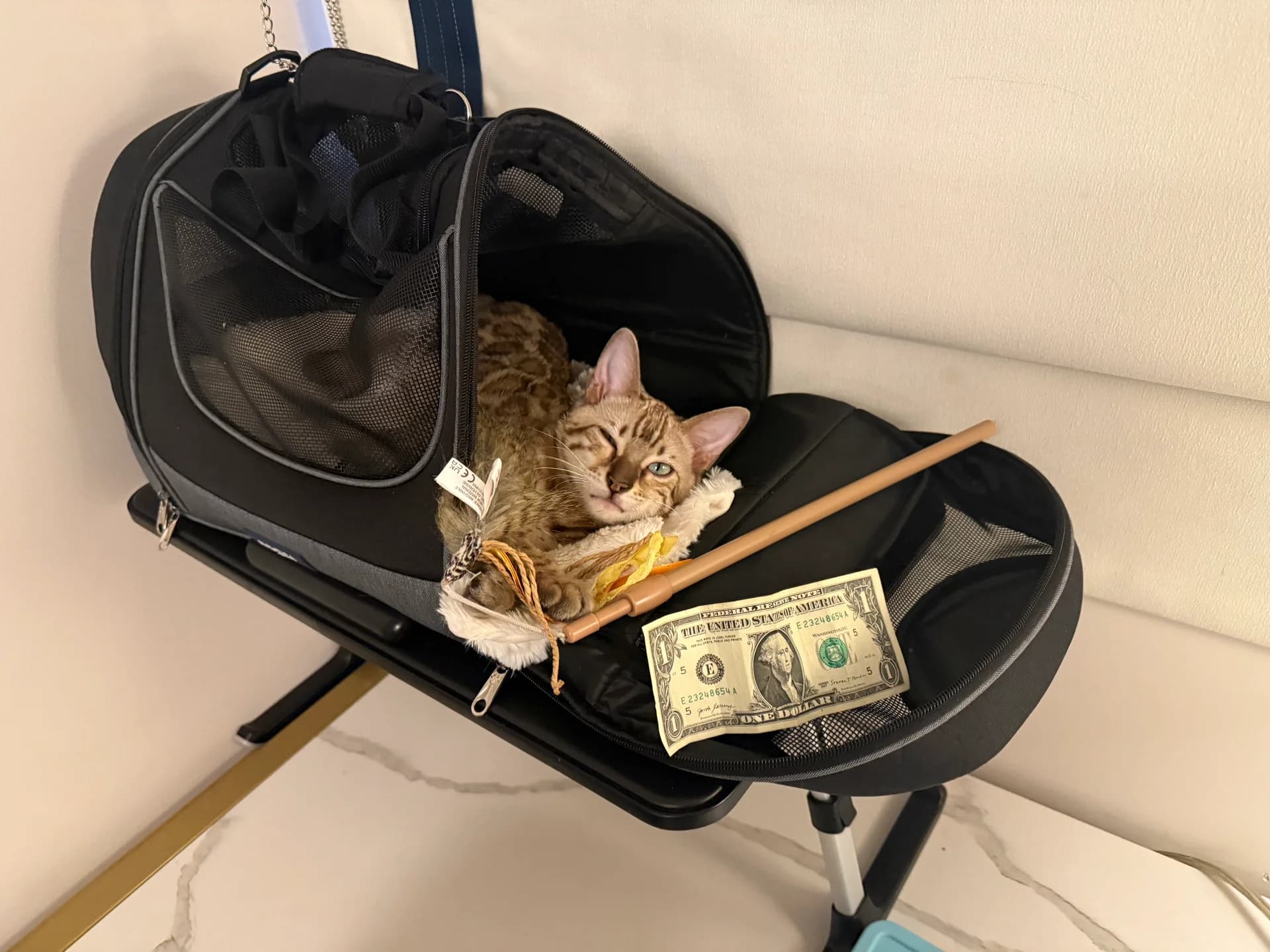 Onyx in his carrier looking out