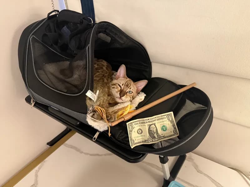 Onyx in his carrier looking out