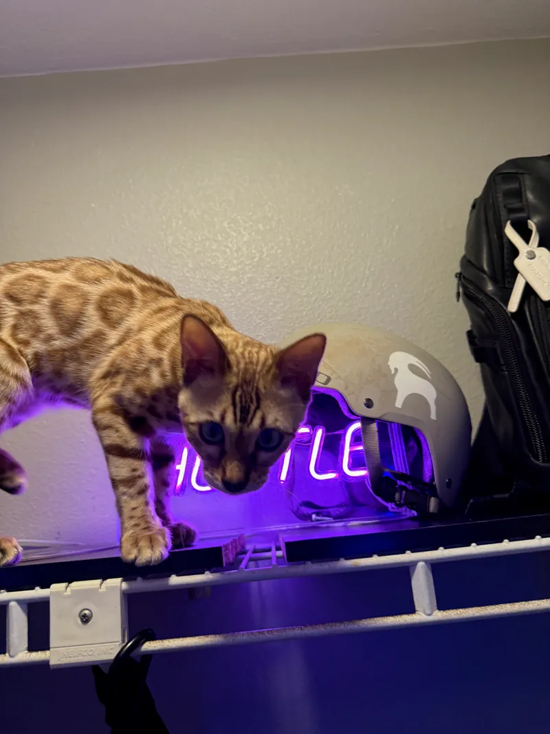 Onyx stretched out comfortably