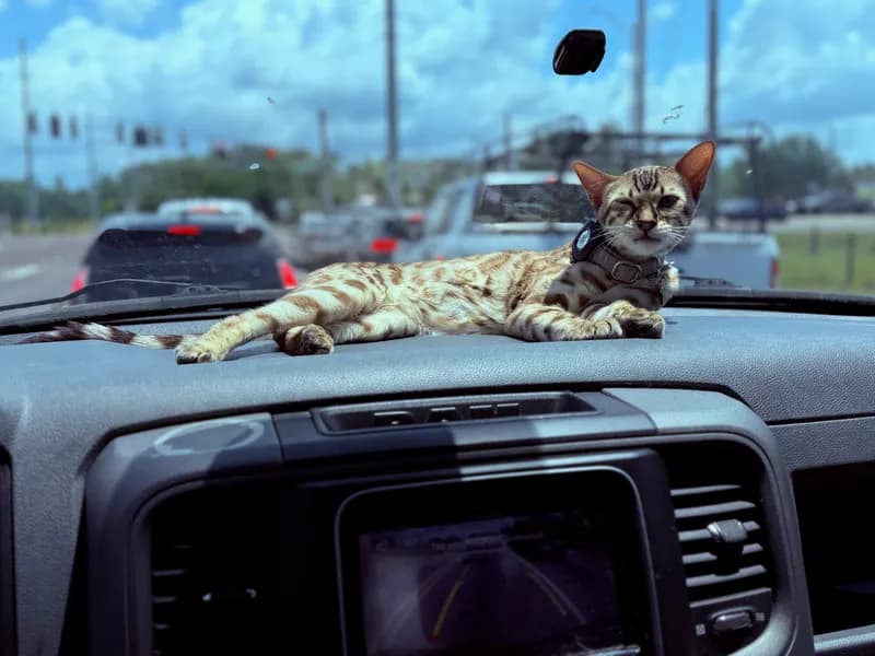 Onyx in the car looking out