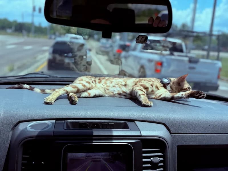 Close-up of Onyx's rosette coat pattern