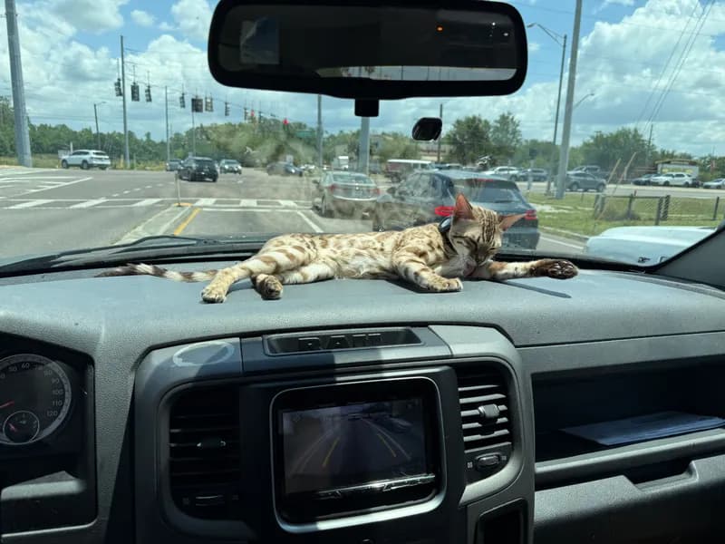 Onyx's glitter coat catching the light