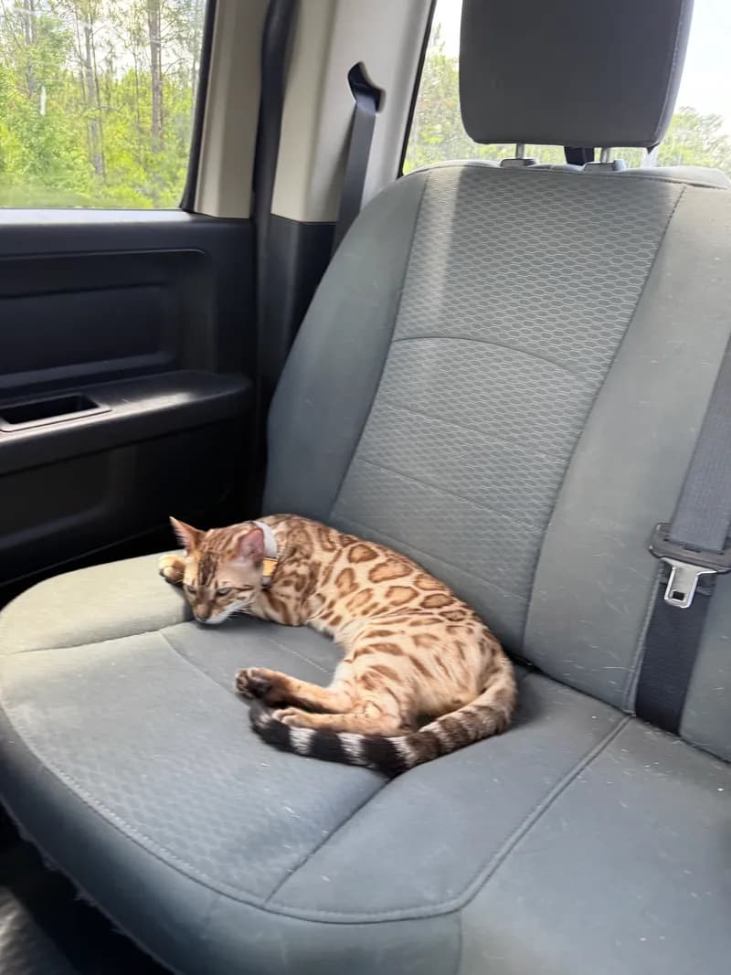 Onyx curious about something