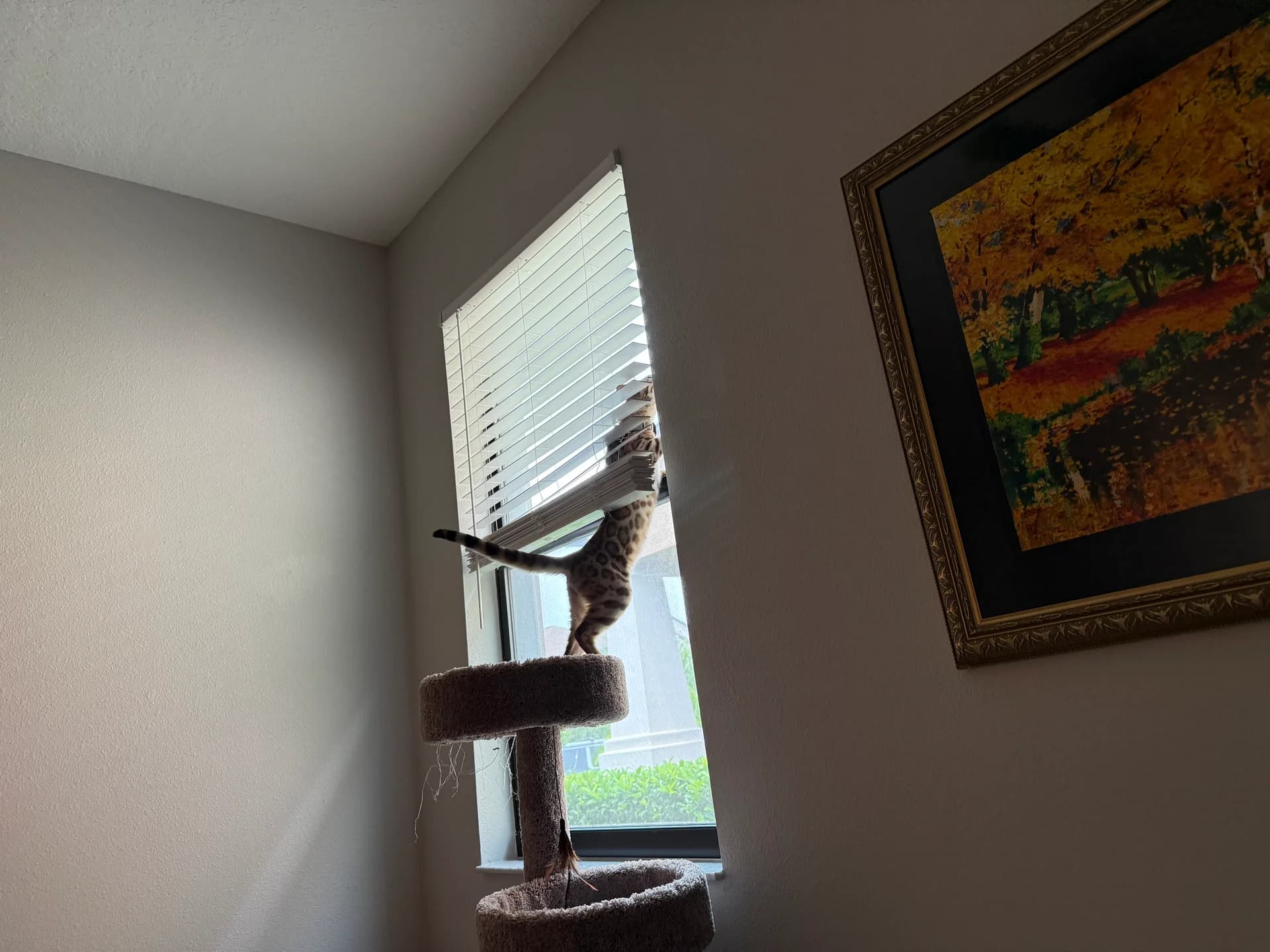 Onyx climbing the window like the jungle cat he is