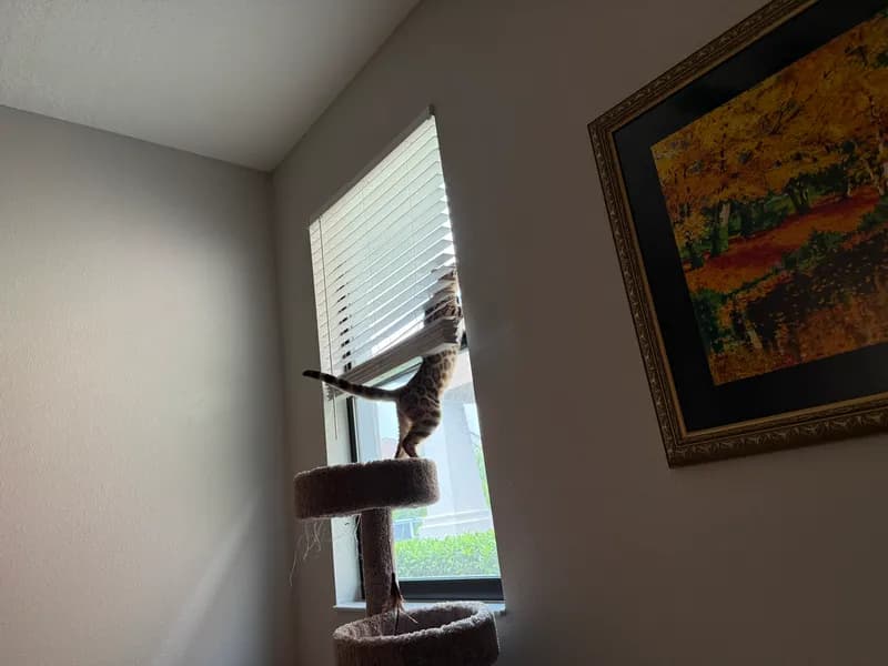 Onyx climbing the window like a little jungle cat
