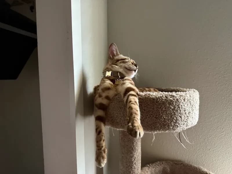 Onyx on the desk supervising work