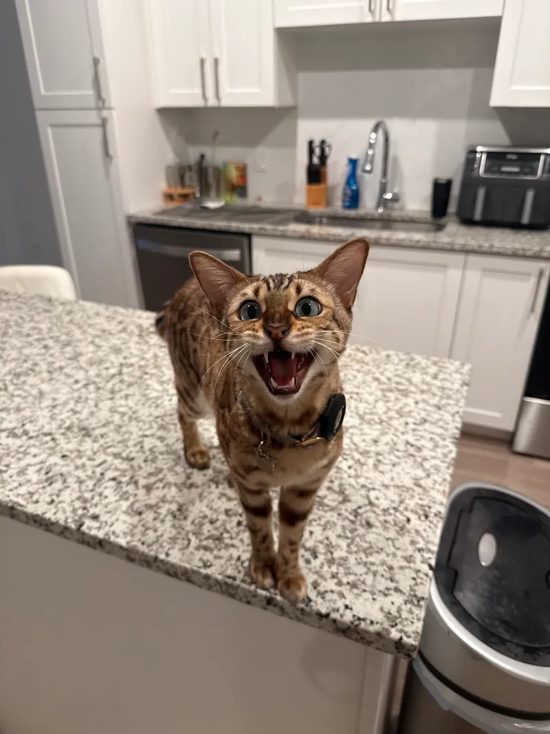 Onyx with attentive expression