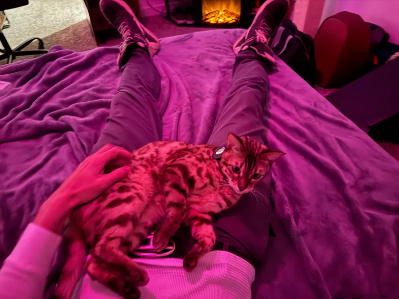 Onyx in a contemplative pose