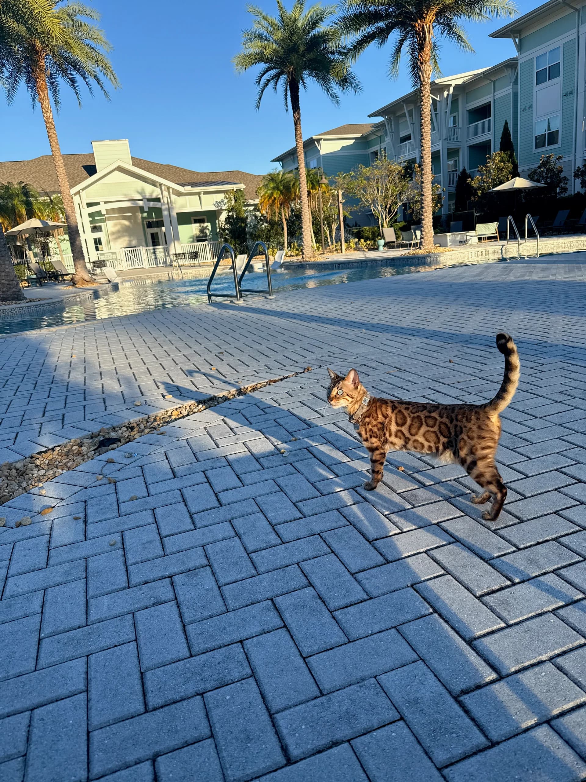 Onyx walking by the pool, Bengal rosettes on full display