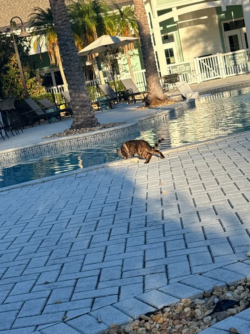 Onyx by the pool edge