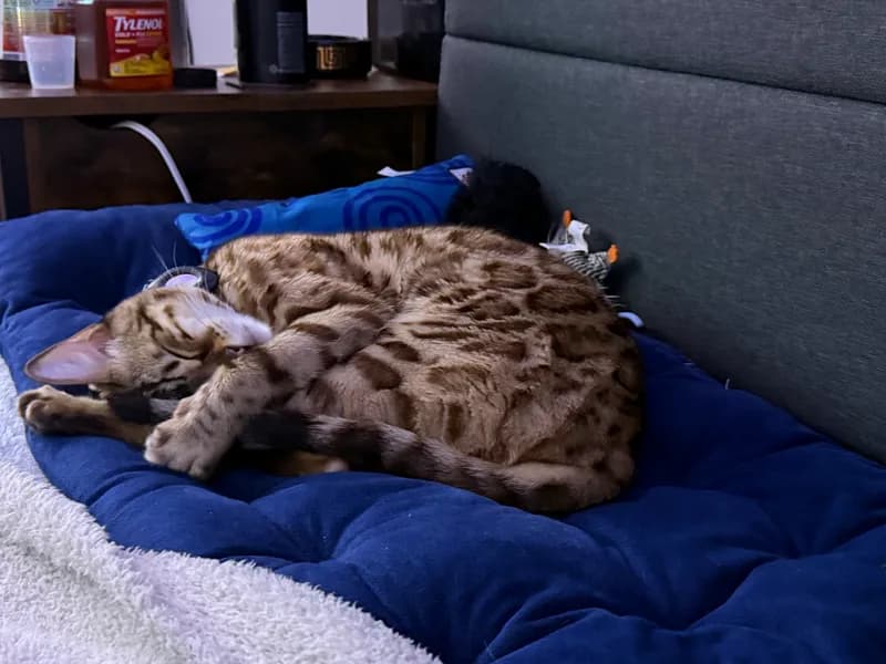 Onyx stretching dramatically