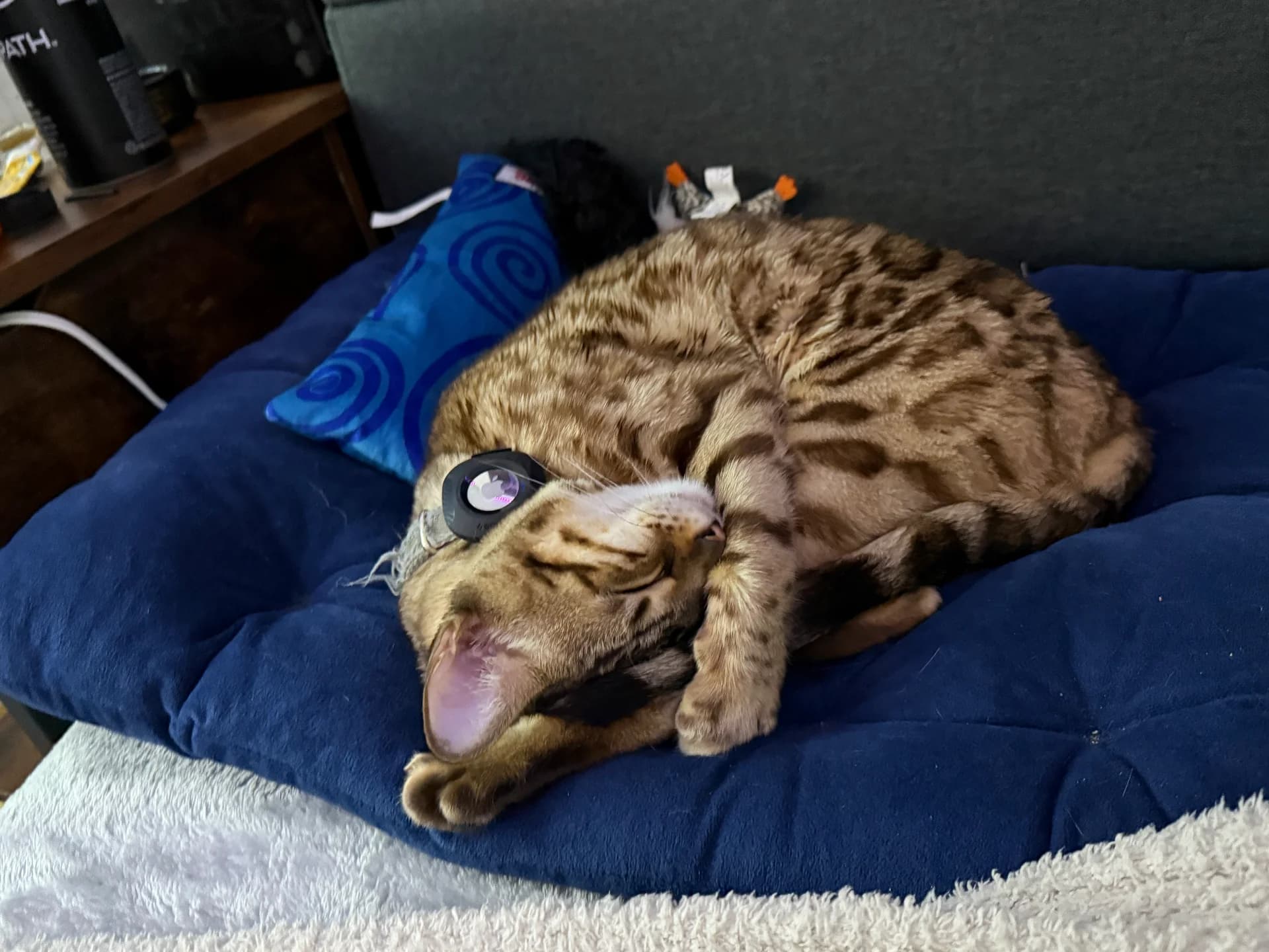 Onyx mid-yawn showing his dramatic Bengal personality