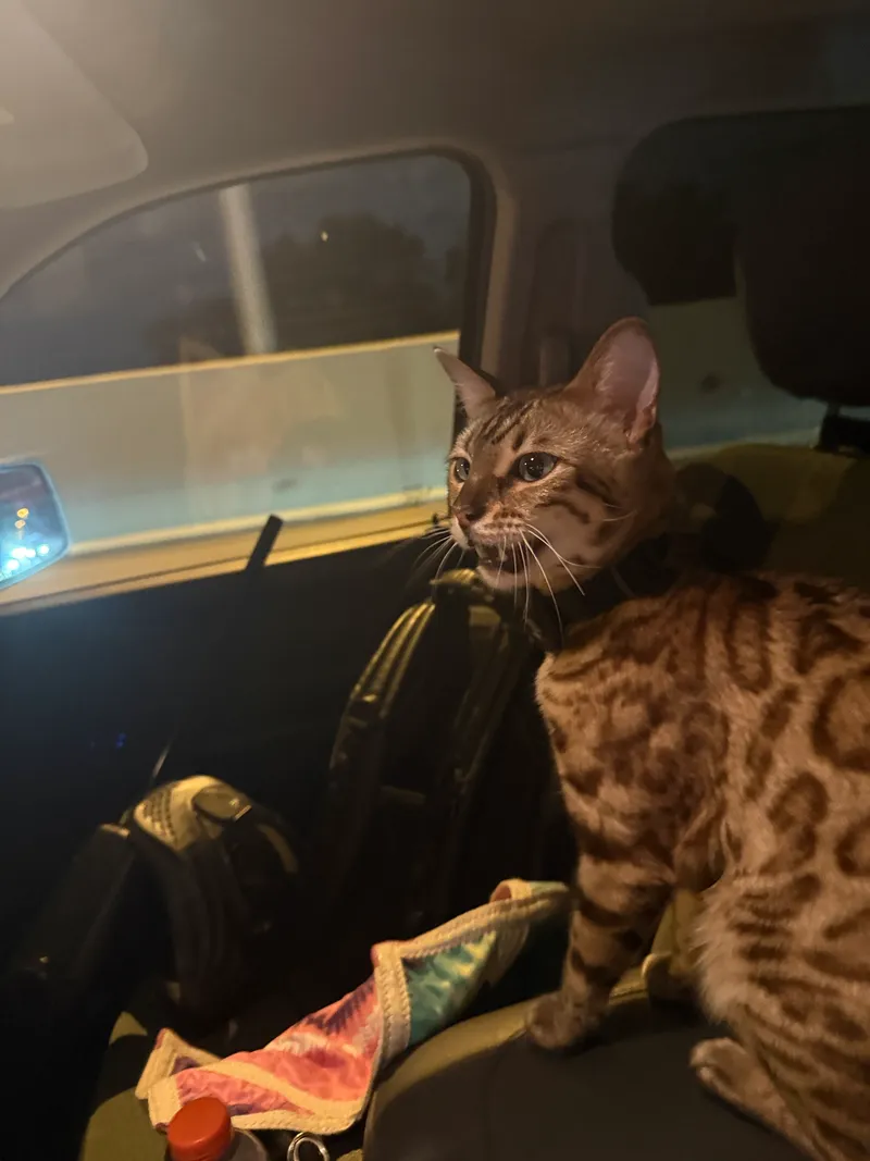 Onyx relaxed portrait