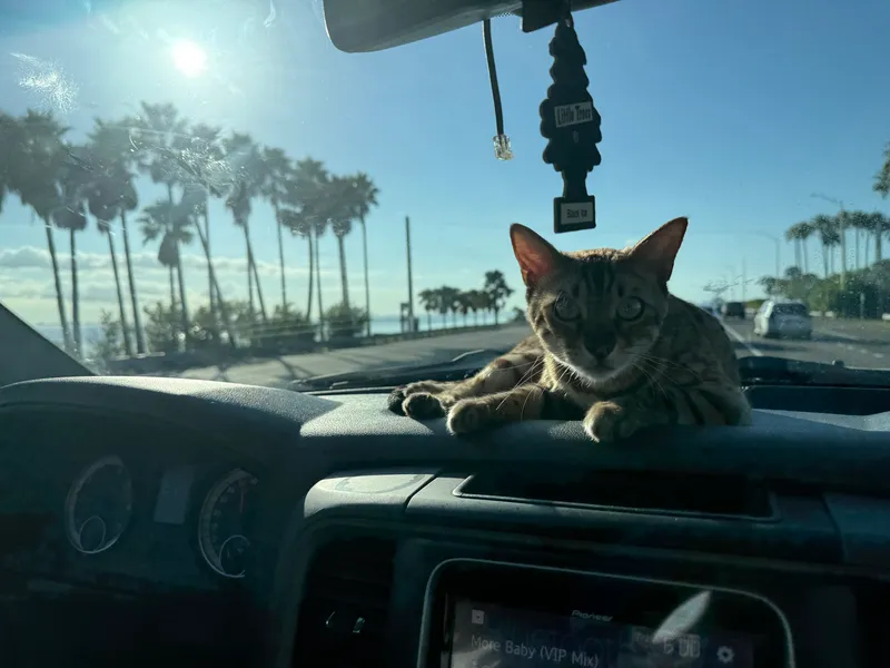 Onyx on the dashboard with palm trees visible through windshield