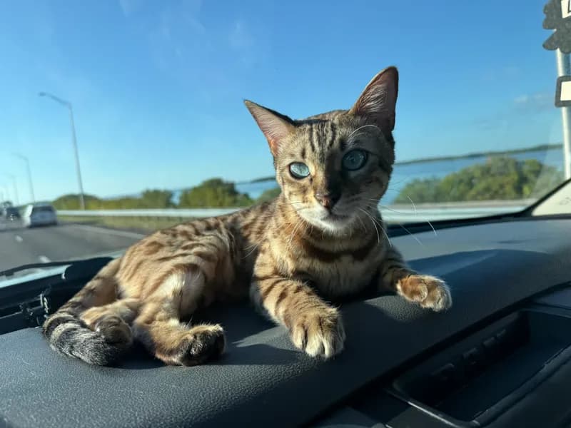 Onyx on the car dashboard watching the highway