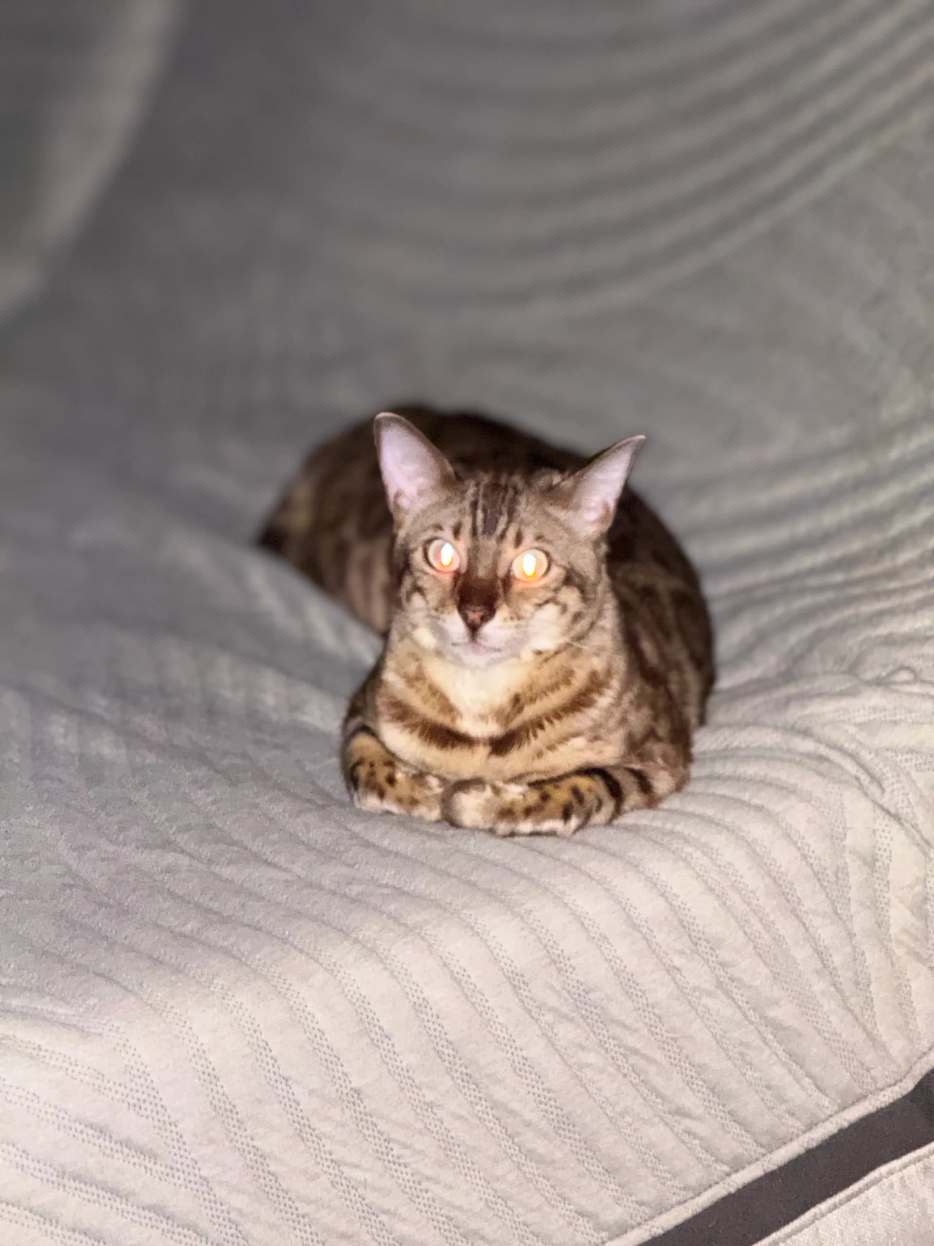 Extreme close-up of Onyx's piercing aqua eyes and seal mink face