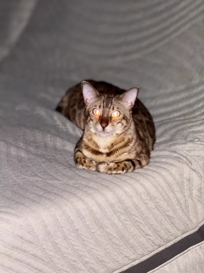 Onyx's intense aqua-eyed gaze